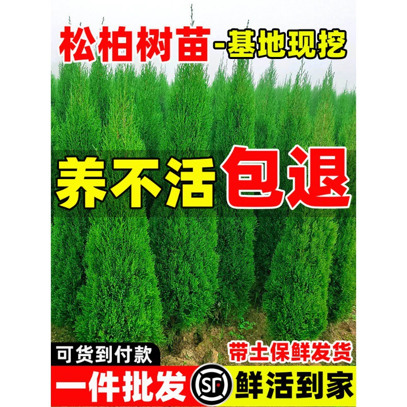 Саженцы кипариса вечнозеленые круглый год, кипарис, кипарис, крупные саженцы, зеленение дорог, легко живут и обрабатываются, кипарисовые сосны.