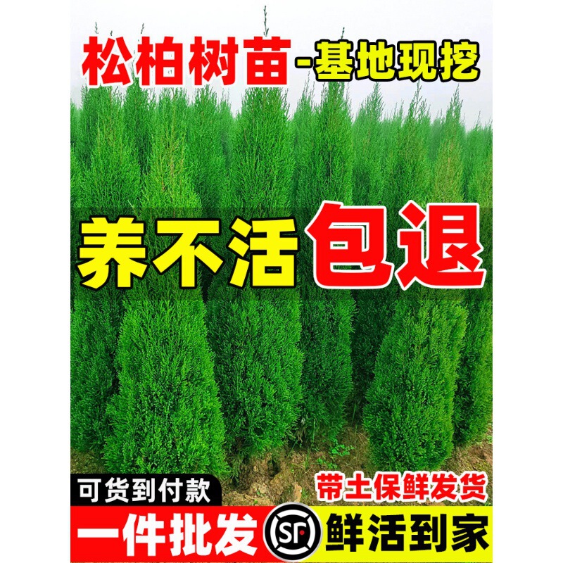 Pine and Cypress Saplings, Evergreen Cypress, Tower Cypress, Arborvitae, Large Saplings, Road Greening, Easy to Live and Maintain, Round Cypress and Pine Trees