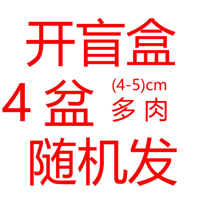 4구 4- 5cm 다육식물용 검정 플라스틱 화분 (품종 랜덤 발송)