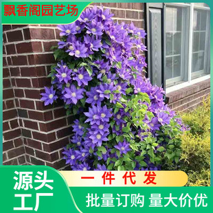 Fh Yangtiannu Seedlings Climbing Vine Flower Plants Double Large Flower Vine Florals Courtyard Wall Climbing Thornless Four-Season Florals