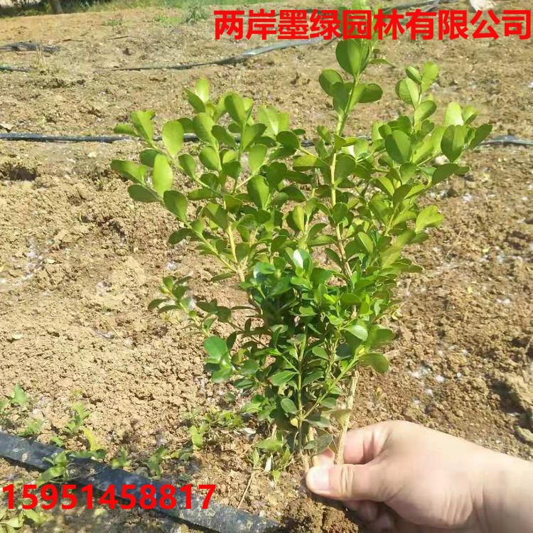 小叶瓜子黄杨树苗独杆黄杨造型树道路庭院绿化苗木耐寒植物篱笆苗