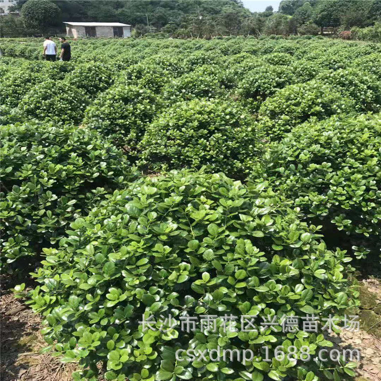 微信图片_20191203170347