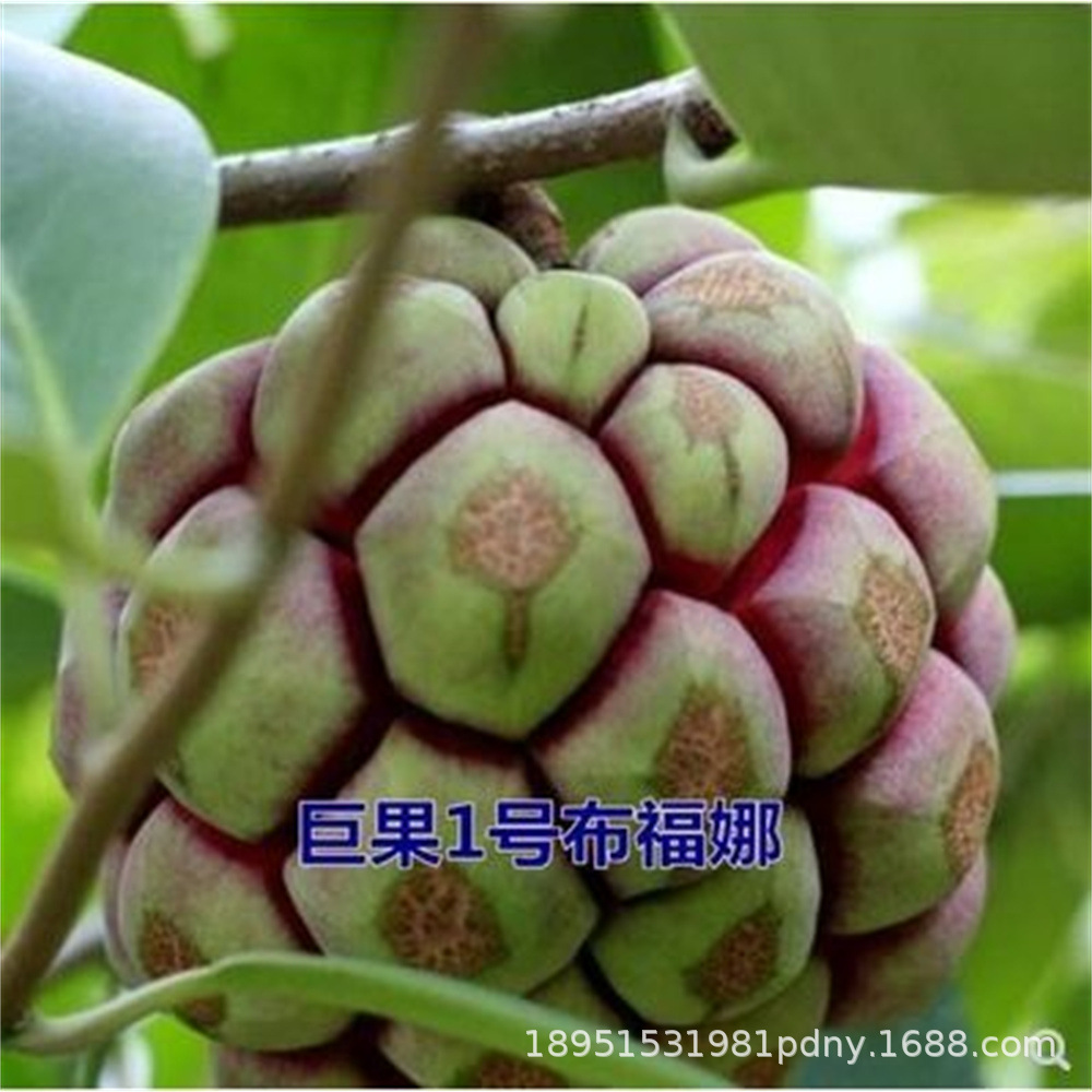 黑老虎苗大血腾福布娜布福娜浙江果树苗当年结果盆景地载南方种植