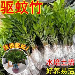 Mosquito Repellent Bamboo and Cypress Potted Hydroponic New Favorite Anti-Mosquito Plant Repellent Insect Repellent Green Plant Indoor Living Room Bedroom Evergreen All Year Round