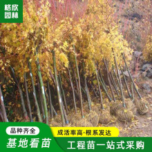 赤枫 赤枫小苗种植基地直批小庭院园林造景植物赤干鸡爪槭黄金枫