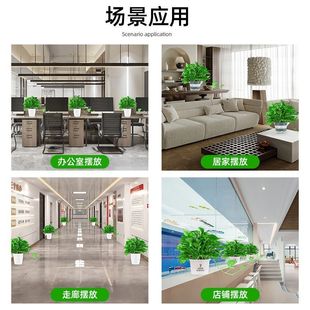 Green Radish Potted Indoor Easy to Maintain Living Room Flower Plant Large Leaf Long Vine Large Pot Green Basket Wholesale Nail Removal Zhao