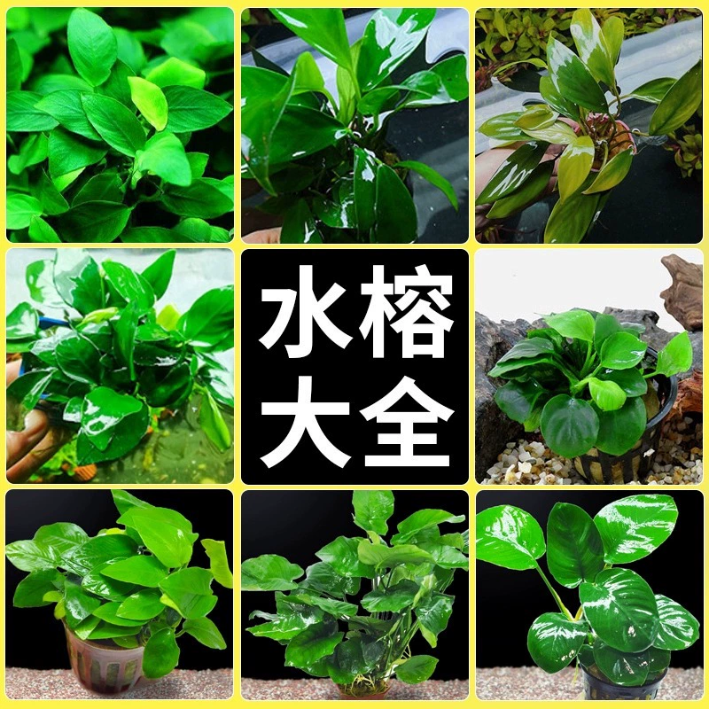 Водное растение баньян с крупными листьями, водное растение, ландшафтный дизайн из настоящей травы, аквариум с отрицательной пресной водой, зеленый ленивый маленький баньян, маленький водный баньян.