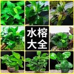 大叶榕水榕大全水草植物真草造景阴性淡水鱼缸绿懒人小巴榕小水榕