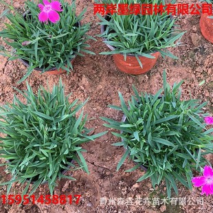 European Dianthus, Often Flowering Dianthus Lawn, Greening Seedlings, Cold-Resistant Ground Cover Plants, Blooming