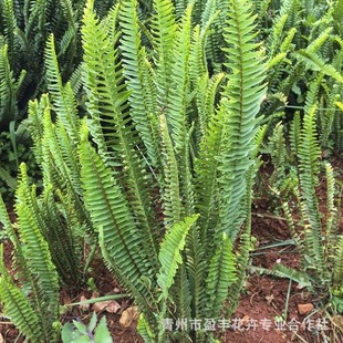 Shandong Kidney Fern Base Wholesale Plant Wall Accessories Fern Plant Row Grass Fern Grass Flower Mirror to Create Kidney Fern