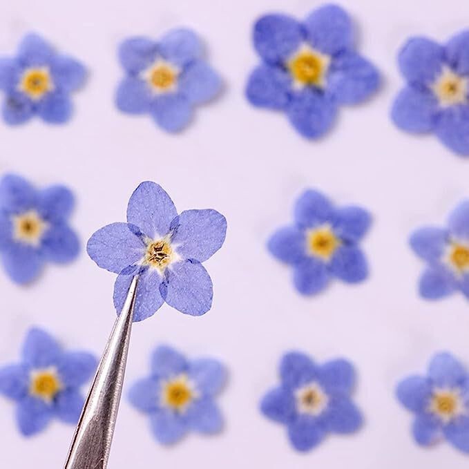 Mini Forget-Me-Not Dried Flower Embossed Drop Glue Nail Art Plant Specimen Jewelry DIY Handmade Material Bag Cross-border Bookmark Mini Forget-Me-Not Dried Flower Embossed Drop Glue Nail Art Plant Specimen Jewelry DIY Handmade Material Bag Cross-border Bookmark