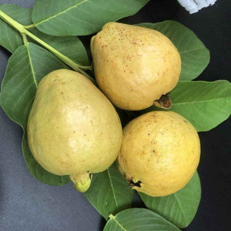 [Powdered plum]guava Red Guava fruit fresh Season Carmine Hard and brittle On behalf of