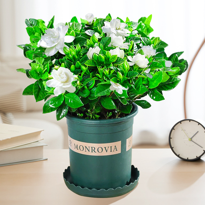 【새싹 있음】부티크 120#치자나무(메인사진 갤런화분) + 영양액