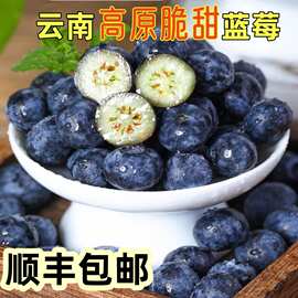 云南高原蓝莓高山新鲜脆甜当季鲜果现摘现发顺丰包邮