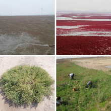 �|��ݷN�Ӽtɫ���|���u����������ɳ�ĵؾG�����}�|������������