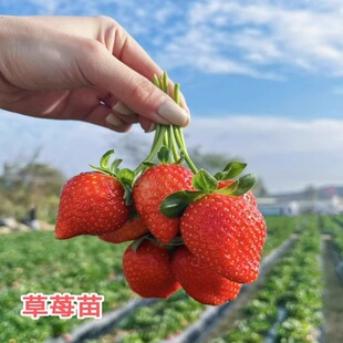Cream Strawberry Seedlings Bear Fruit in All Seasons, Strawberry Potted Plants, Large Fruit Planting, New Seedlings, Plug Seedlings, Fruit Trees, Indoor Green Plants