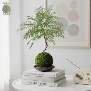 Jacaranda Moss Ball Shape Bonsai Indoor Living Room Balcony Green Plant Potted Plant Desktop Office Flower