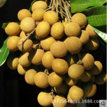 ������޽�ʯ�{���ۘ��m���A���ļ����۹����箔��Y���ϱ����Nֲ