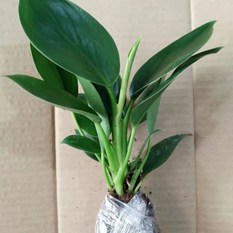 [대야 별매] [1개 구매시 1개 증정] (골든 다이아몬드 그린 프린세스 2개)