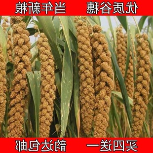 �S���뎧���������W�^С�B��ʳ�}��Z�쾰�b�����s�Z��һ�����