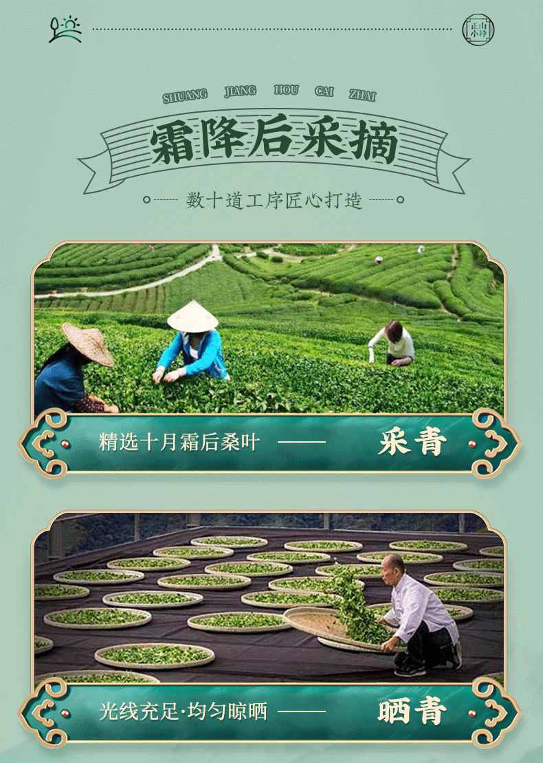 桑叶茶-详情页_11.png