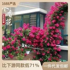 一件代发甜蜜红木香花苗爬藤植物白黄木香花树苗四季开浓香红色花