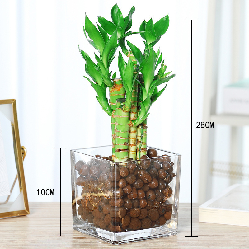 [수경재배 추천] 엄선된 연꽃대나무(사각형 유리냄비)에 세람사이트+영양액이 함께 제공됩니다.
