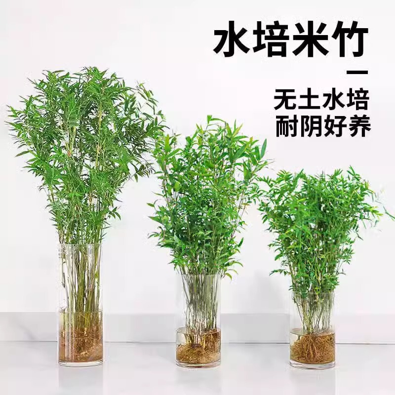 Hydroponic Bamboo Indoor Flower Potted Nandina Bonsai Fortune Bamboo Phoenix Tail Bamboo Seedlings Evergreen Green Plants for All Seasons