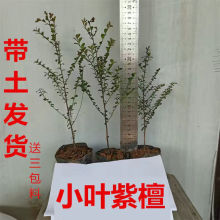 四大名木金丝楠木树苗正宗海南沉香珍稀小叶紫檀苗海南黄花梨树苗