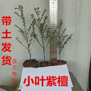 ĴľzľںϳϡС~̴纣S