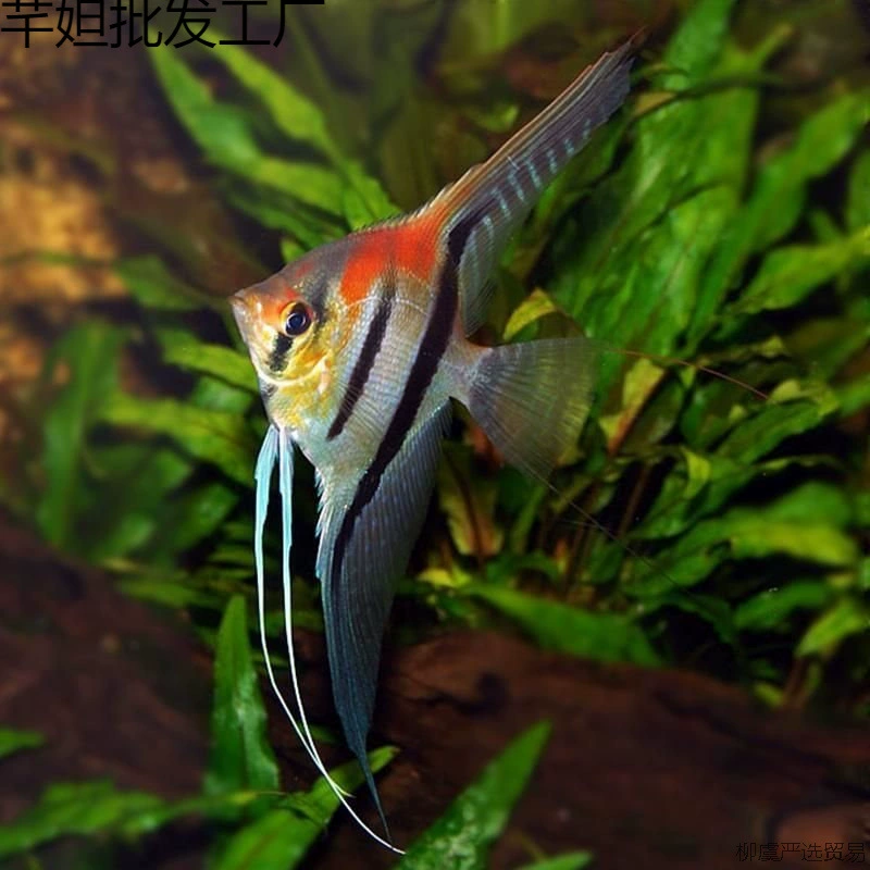 Рыба-фея Redback Egyptian Saint Isabel Manacapuru, рыба-фея, ласточка, тропические рыбы, декоративные рыбы