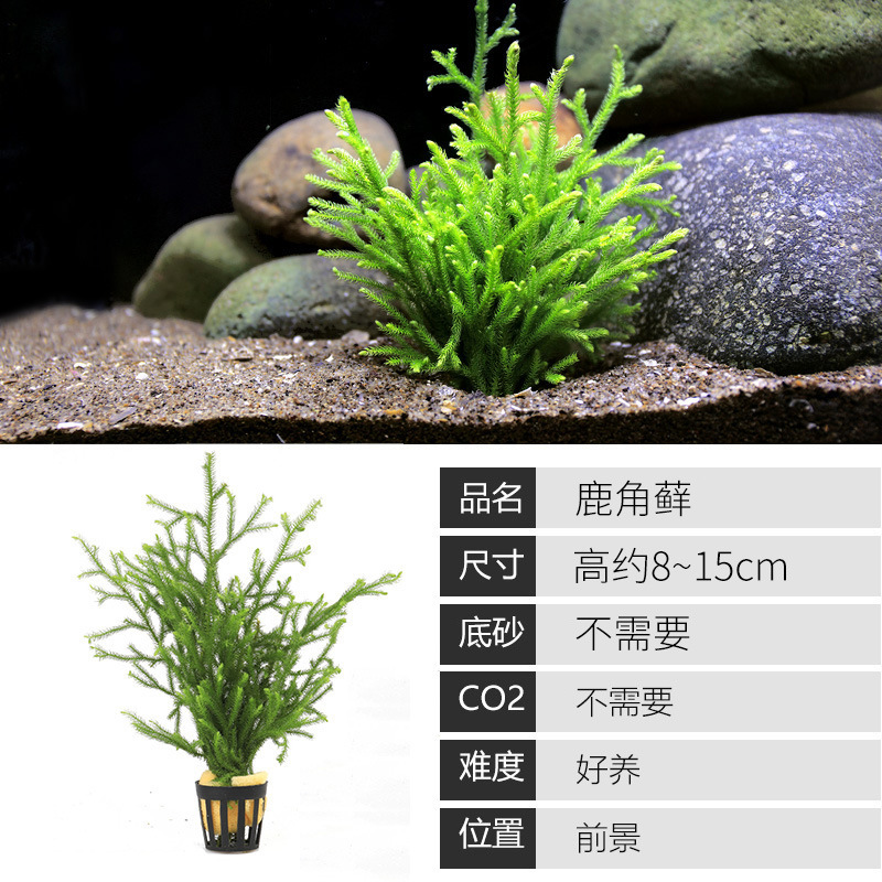 水槽造園パッケージ、水ヤシ、沈木、本物の水、淡水、無土壌植物、酸素化、低パール|undefined
