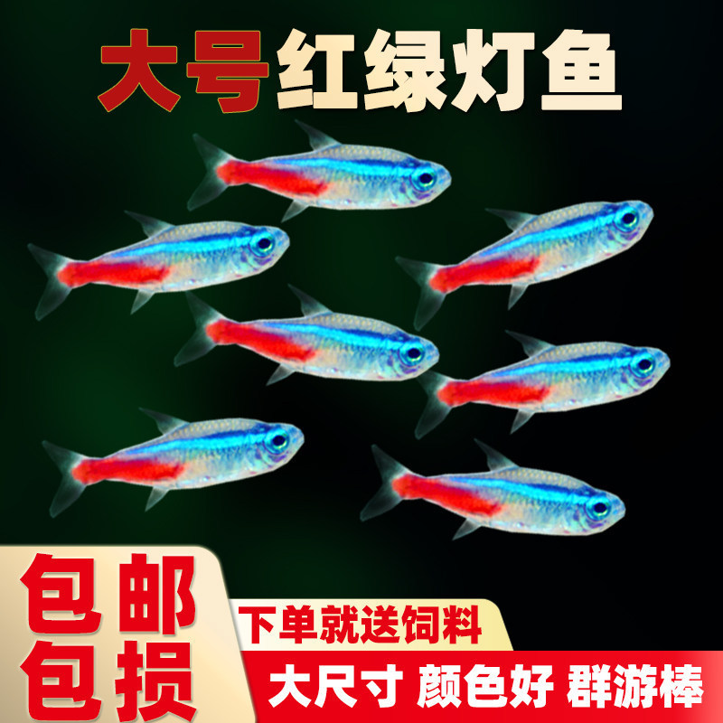Red and green neon tetras, large neon tetras, diamond tetras, small tropical fish, freshwater tetra species, fish fry, colorful ornamental fish