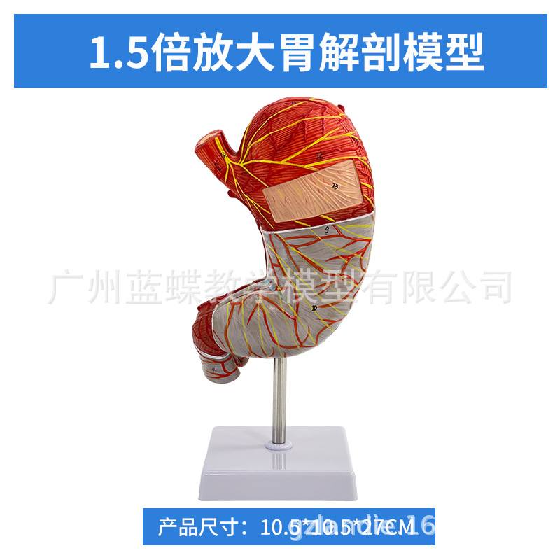 ������θģ������θ�봩�ײ�̬θģ��������θ��״�����������