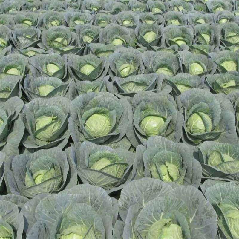 水果甘蓝种子高产秋播阳台蔬菜种孑包菜种子农家菜园卷心菜籽