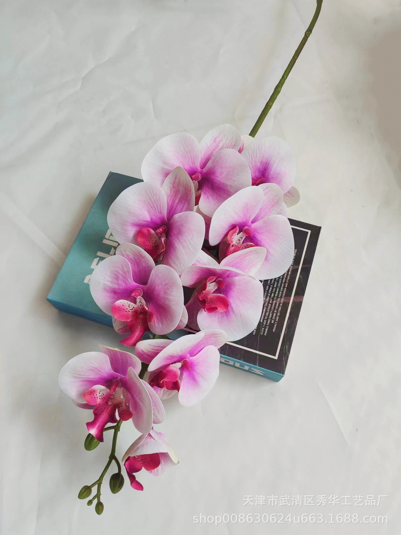 3D蝴蝶兰白紫心