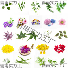 新鲜摆盘装饰花草 餐厅日料刺身冷盘海鲜姿造寿司造型点缀植物