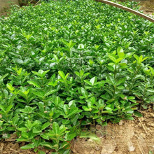 基地销售冬青苗大叶黄杨苗 规格齐全  冬青绿篱 货源充足量大优惠