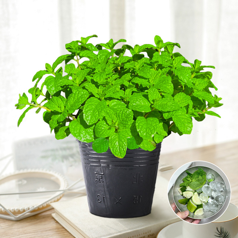 薄荷盆栽可食用种植苗驱蚊植物办公室内好养水培留兰香猫薄荷批发