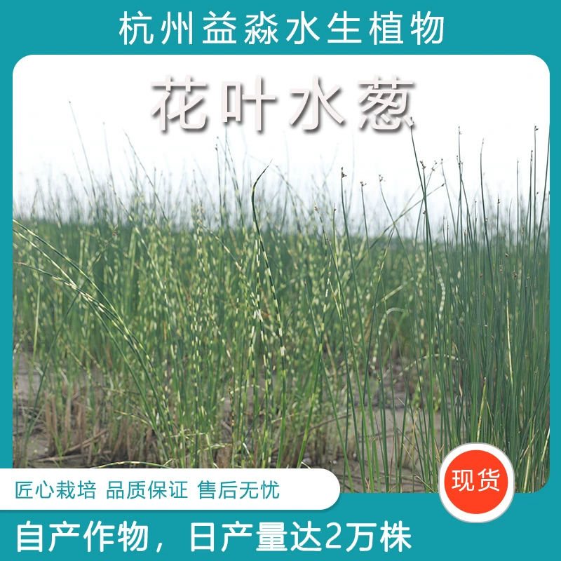 Оптовая продажа многолетних водных растений из питомников, включая золотистый лист водной спаржи, доступна для оптовых закупок.