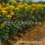 广东中山防护绿化容器苗