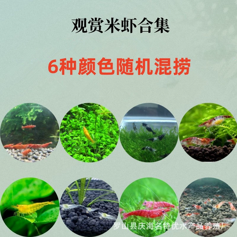 Бесплатная доставка: декоративные креветки, домашние креветки, средство для удаления водорослей в пресной воде, для чистой воды, для аквариумов с цветами сакуры, для аквариумов с золотыми креветками, для аквариумов с растениями