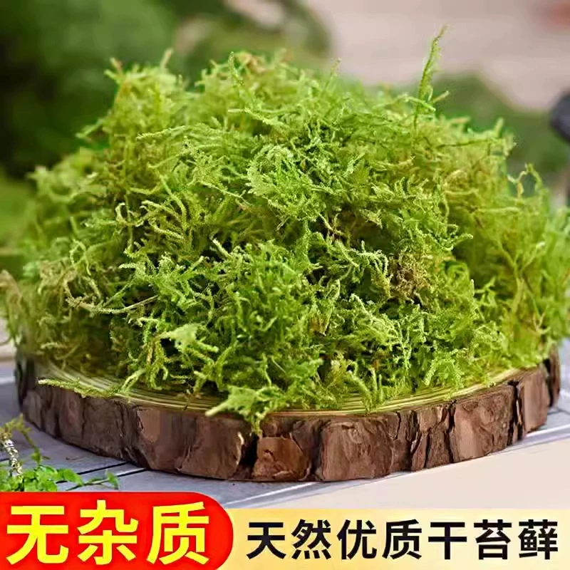 Сухой мох, водный мох, бабочка, выращивание орхидеи