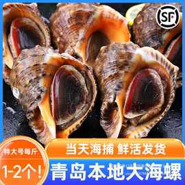 青岛响螺新鲜海鲜特产青岛海螺鲜活贝壳类大螺生鲜大花大号水产