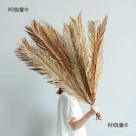 铁树叶干花干叶凤尾叶植物鱼缸造景婚庆花艺橱窗民宿装饰散麦太保