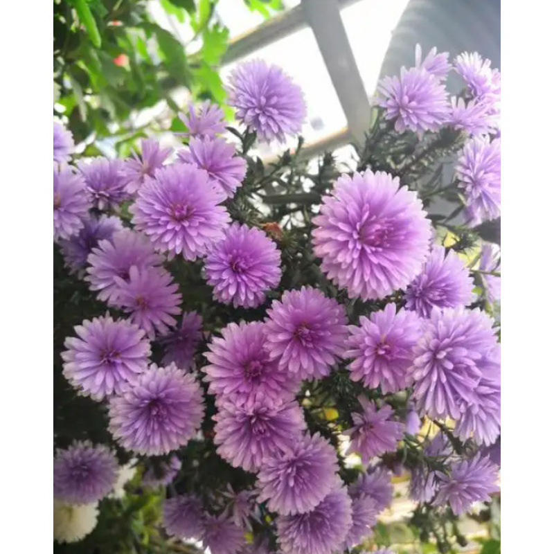 Semillas de flores, semillas de flores.