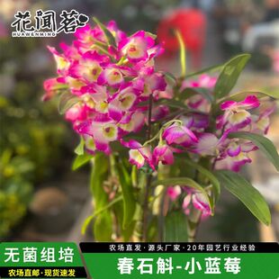 ����؛���T����ʯ��С�{ݮ���Ի��܎�����ʯ���m�m����ɫ����