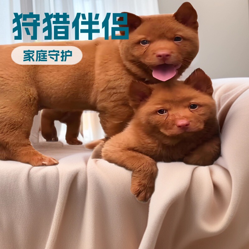 Customized Purebred Guangxi Five-Red Dog, Five-Black Dog, Yellow Dog, White-Faced Hunting Dog, Chinese Rural Dog, Guard Dog, Pet Dog