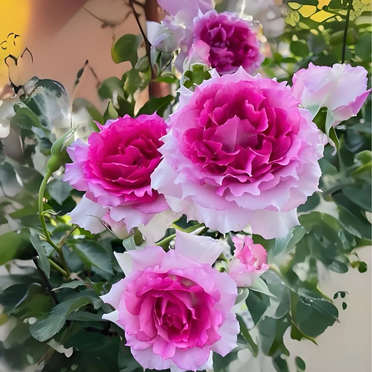 아라비안 나이트 [큰 꽃 강한 향기] Xiaomiao