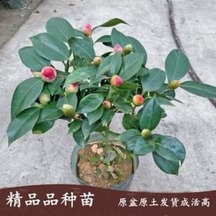 Four Seasons Xiangfei Camellia Sapling Potted Fragrance Type with Flower Buds Living Room Indoor Flower Five-Color Red Flower Plant